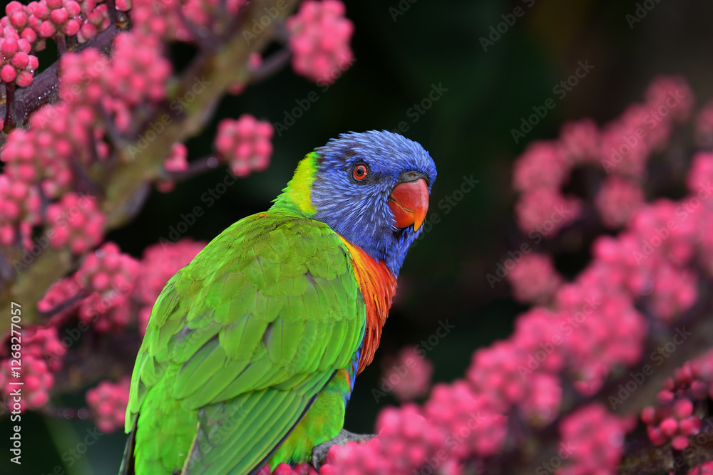 Australian adult Rainbow Lorikeet -Trichoglossus moluccanus- perched vibrant red tree berries soft light copy space Australian adult Rainbow Lorikeet -Trichoglossus moluccanus- perched vibrant red tree berries soft light copy space