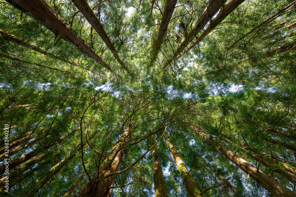 Fototapeta premium Serra de Santa Barbara - Terceira, Azores, Portugal