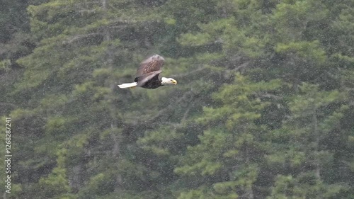 bald eagle eating a fish while flying in heavy rain in slow motion