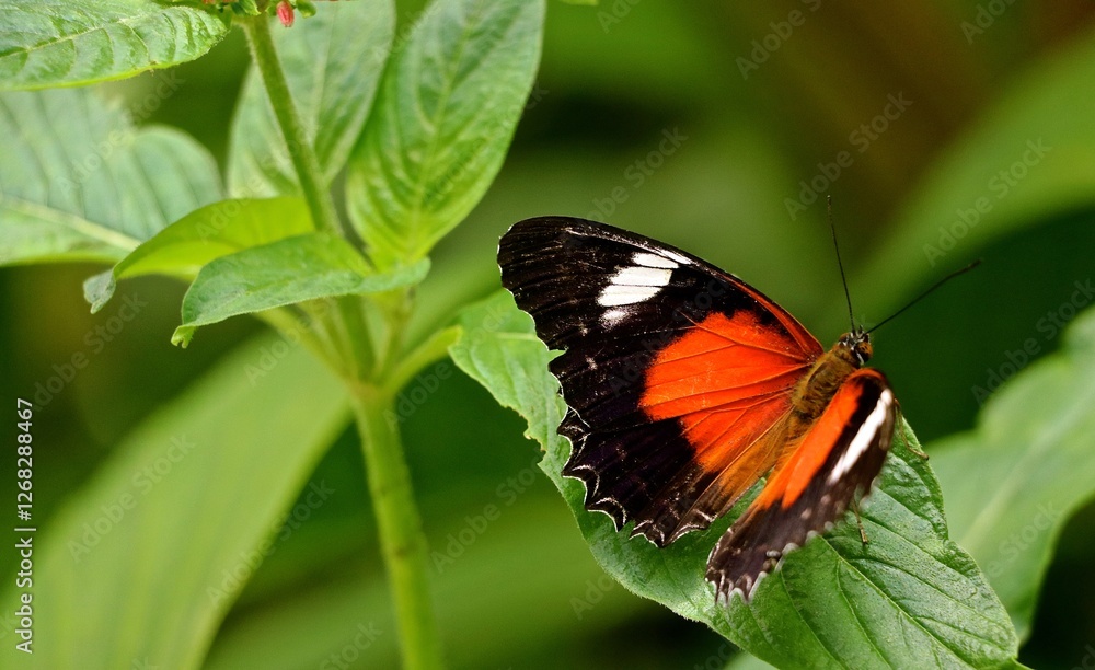A colorful butterfly rests on a lush green leaf surrounded by vibrant foliage. The butterfly displays intricate patterns with vivid orange and black colors, highlighting the beauty of nature A colorful butterfly rests on a lush green leaf surrounded by vibrant foliage. The butterfly displays intricate patterns with vivid orange and black colors, highlighting the beauty of nature