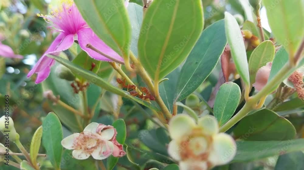 group of red ants (Oecophylla) on a Rhodomyrtus tomentosa or rose myrtle tree. group of red ants (Oecophylla) on a Rhodomyrtus tomentosa or rose myrtle tree.