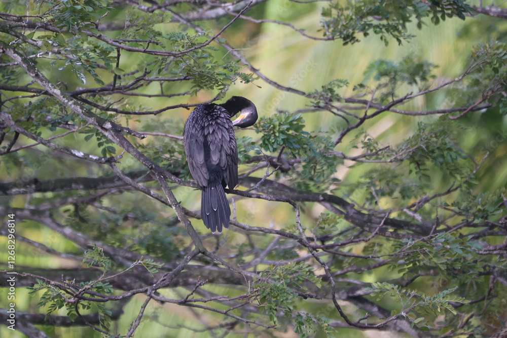 Cormorant Preening Itself (Phalacrocorax carbo) in Tree Cormorant Preening Itself (Phalacrocorax carbo) in Tree