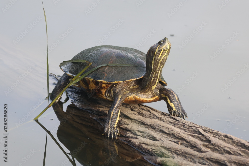 Yellow-bellied slider turtle basks on log