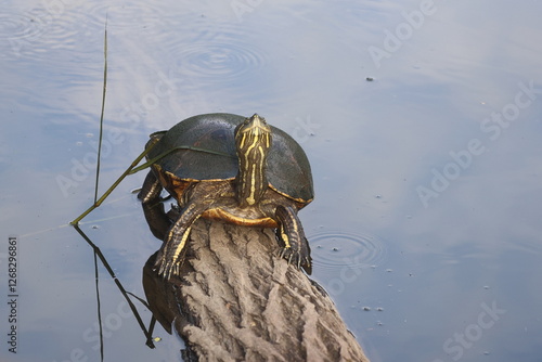 Turtle basks on log in pond water.