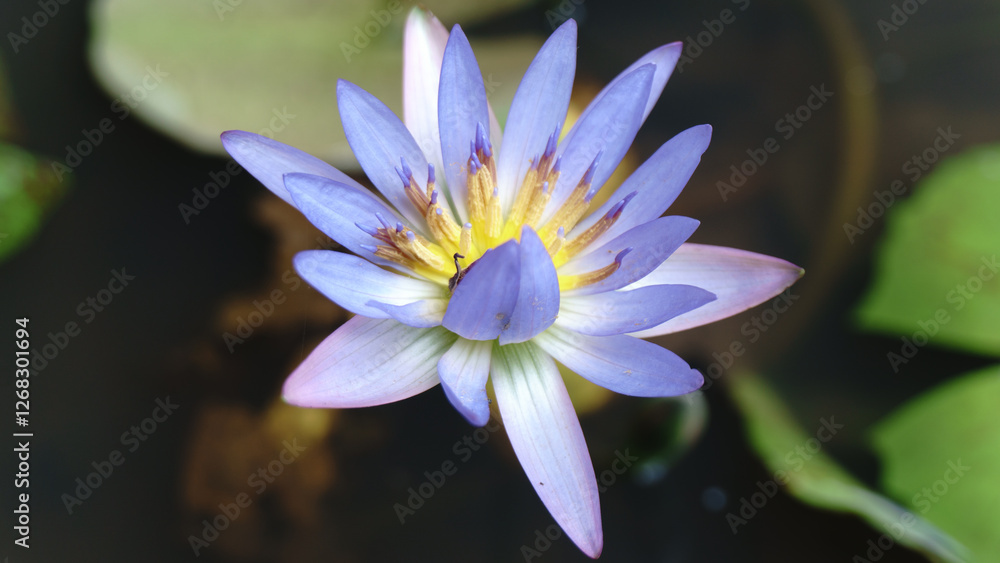 Beautiful Purple Nymphaea is blooming on the water in the morning Beautiful Purple Nymphaea is blooming on the water in the morning