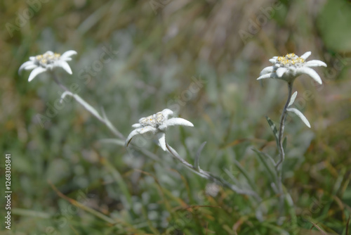 Wild Edelweiss (Leontopodium nivale), seen at Berchtesgaden national park, Bavaria, Germany photo