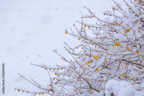 雪が積もったロウバイの花 photo