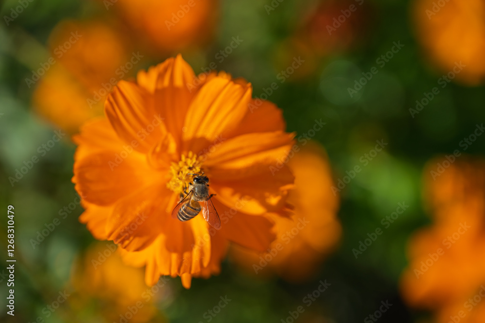 Bee on a Vibrant Orange Flower Bee on a Vibrant Orange Flower