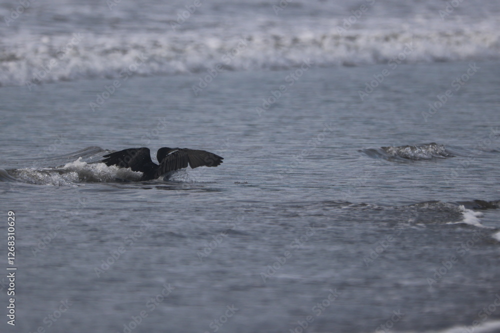 Obraz premium Pacific Reef Heron landing on the beach