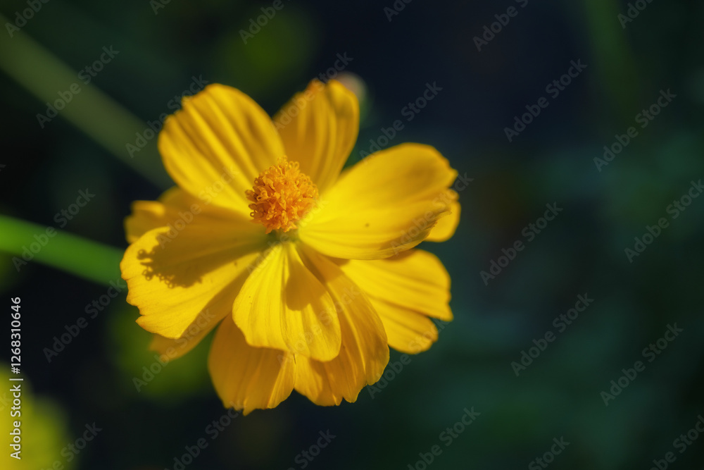 Vibrant Yellow Flower in Bloom