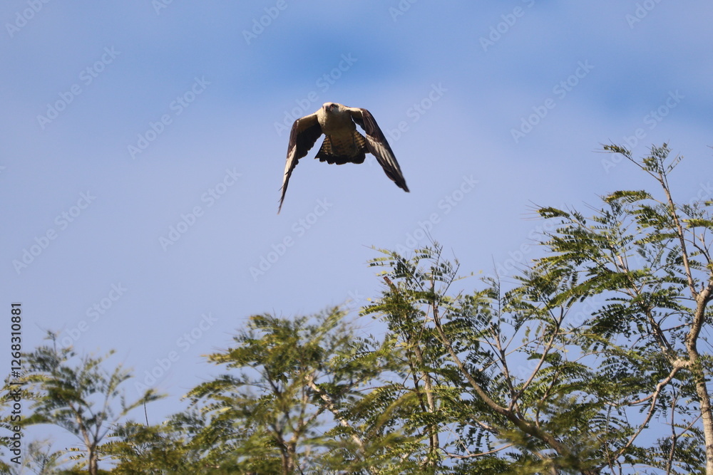 Snail Kite Hunting over the Florida Everglades Snail Kite Hunting over the Florida Everglades