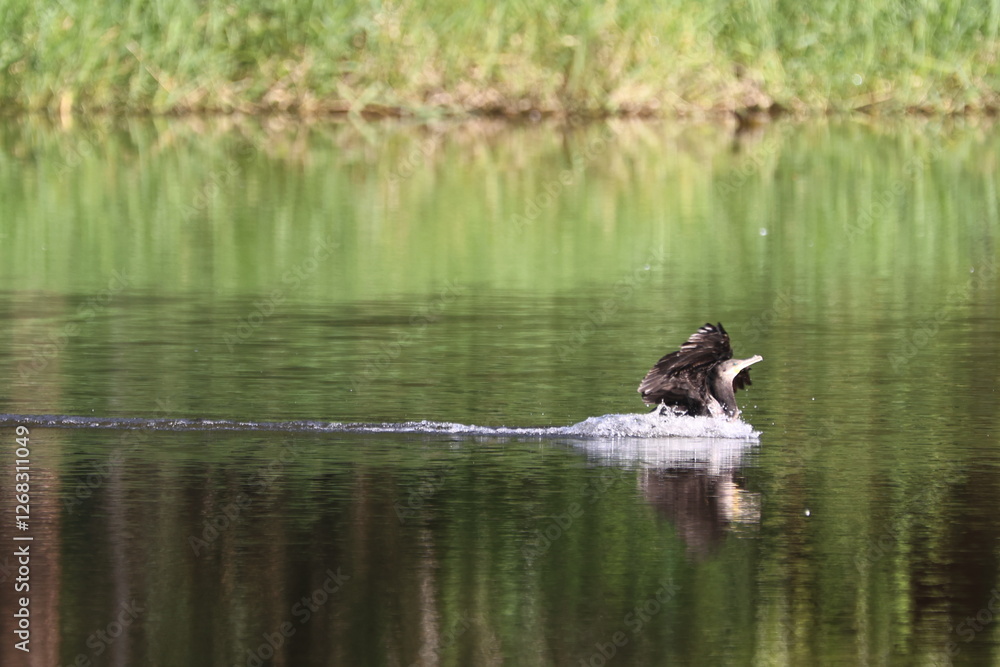 Cormorant landing on the lake, creating a splash Cormorant landing on the lake, creating a splash