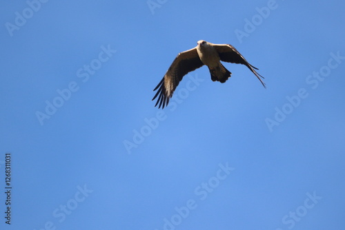 Whistling Kite soars across the blue sky photo