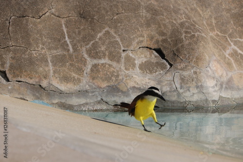 Great Kiskadee (Pitangus sulphuratus) walking in water photo