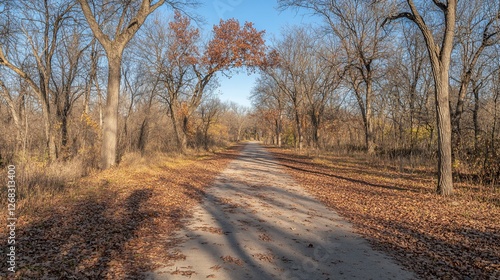 Sunlit autumn path through leaf-strewn woods.
