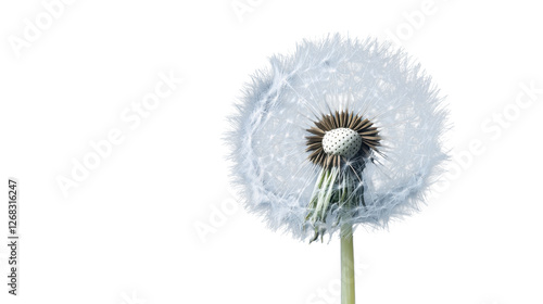 Wallpaper Mural Dandelion seedhead with transparent background showing its delicate structure Torontodigital.ca