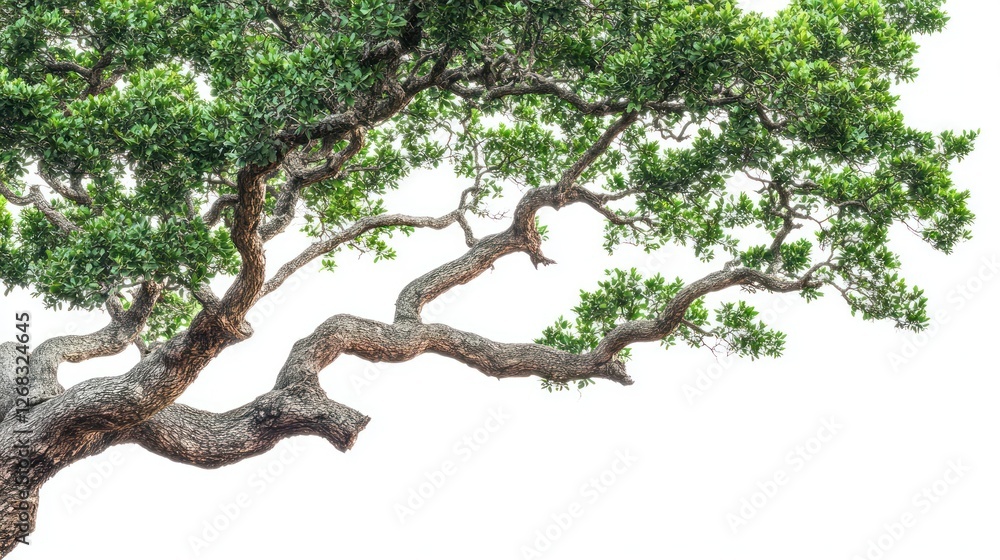 Fototapeta premium Lush green tree branch against white background, nature backdrop