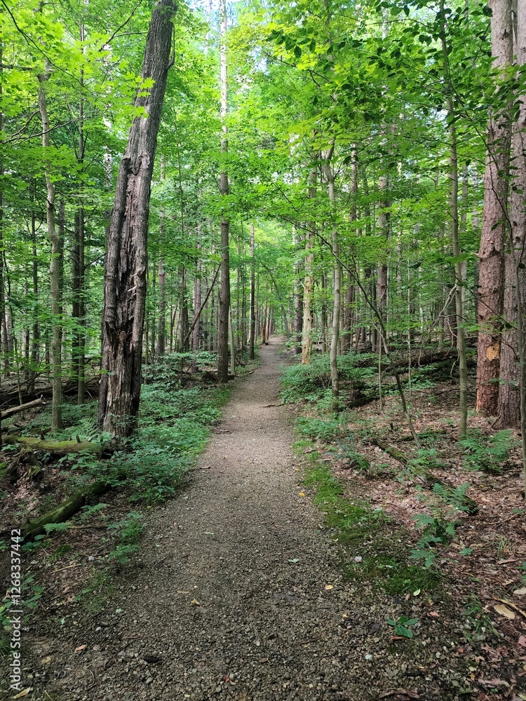 Path in the woods Path in the woods