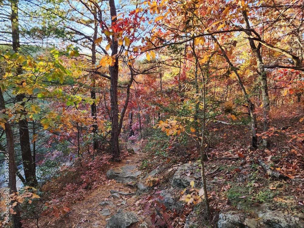 Autumn woods in full color on a hike Autumn woods in full color on a hike