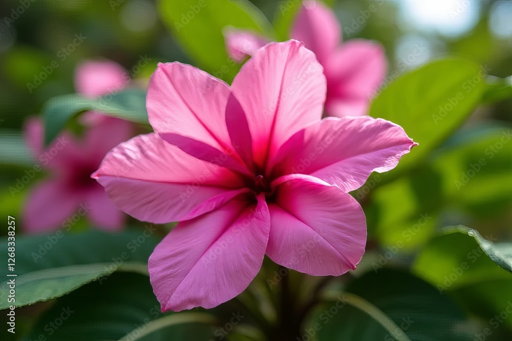 Close-up of a Beautiful Pink Flower with Delicate Petals Close-up of a Beautiful Pink Flower with Delicate Petals