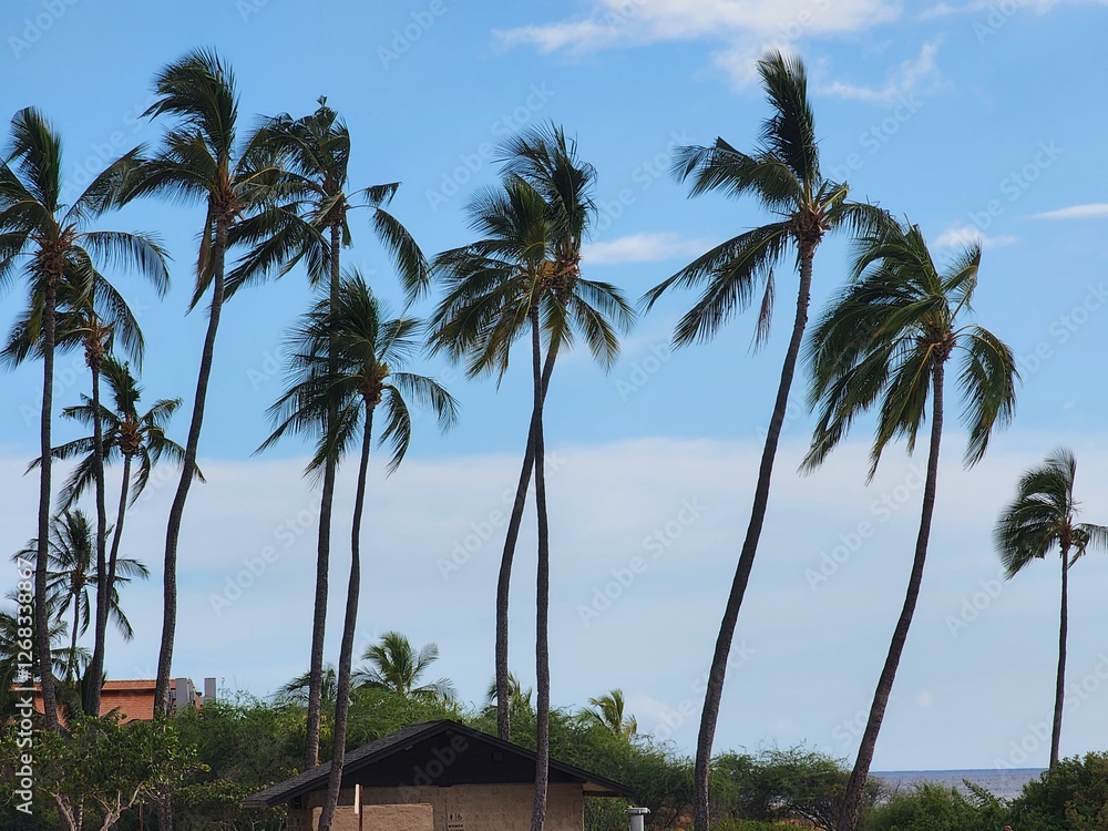 Obraz premium Palm trees swaying in the breeze