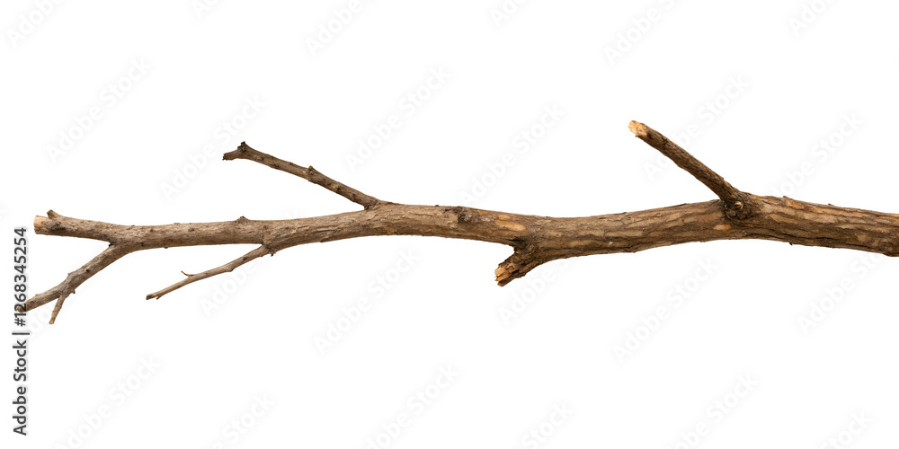 Fototapeta premium Tree Branch Dry, Two Different Styles on White Background, PNG Transparent