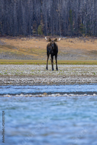 A Canadian goat in the nature around the Banff National Park photo