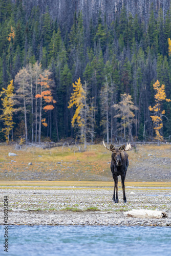 A Canadian goat in the nature around the Banff National Park photo