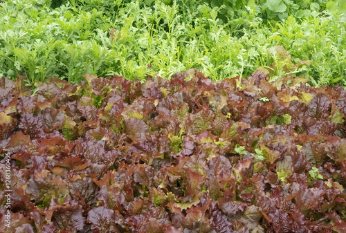 Lettuce, Mugwort, Greens, 상추, 쑥갓, 채소