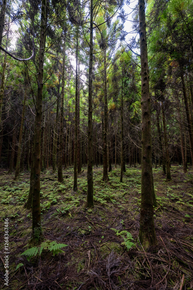Black Forest - Terceira, Portugal Black Forest - Terceira, Portugal