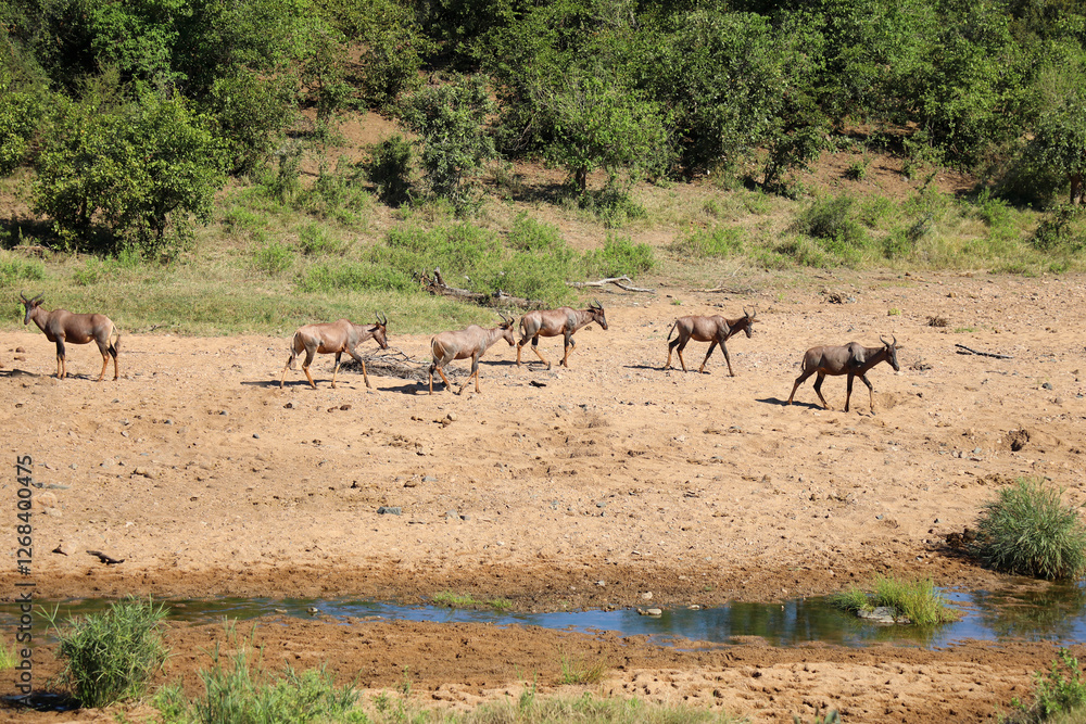 Leierantilope im Tsendze River / Common tsessebe in Tsendze River / Damaliscus lunatus Leierantilope im Tsendze River / Common tsessebe in Tsendze River / Damaliscus lunatus