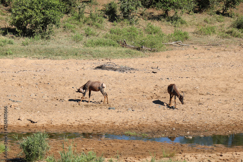 Leierantilope im Tsendze River / Common tsessebe in Tsendze River / Damaliscus lunatus photo