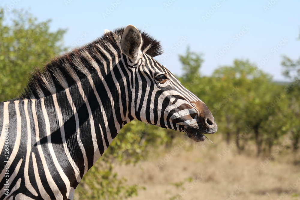 Steppenzebra / Burchell's zebra / Equus quagga burchellii Steppenzebra / Burchell's zebra / Equus quagga burchellii