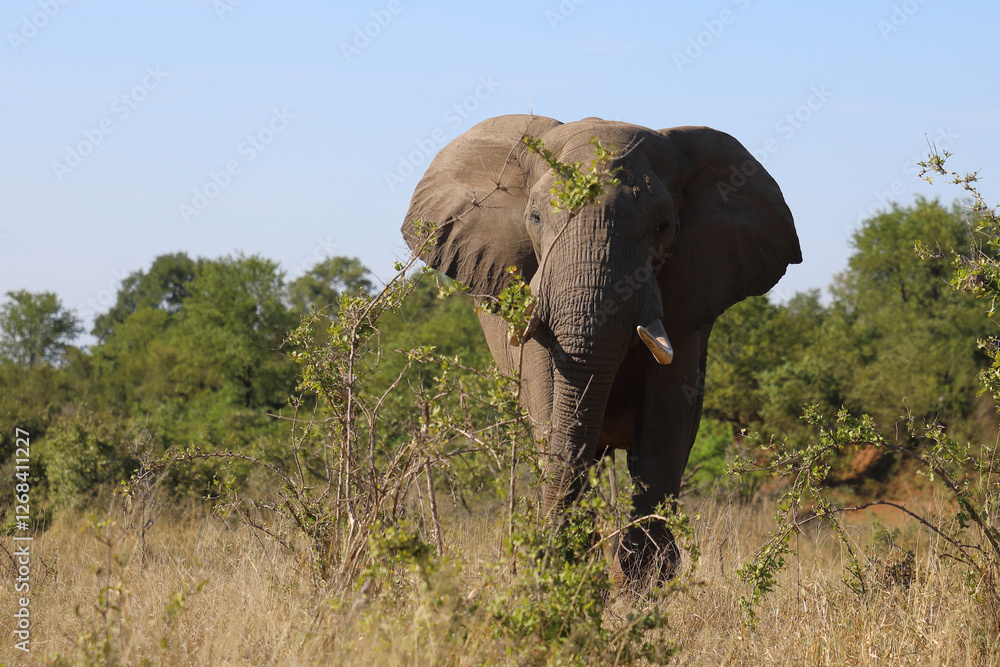 Fototapeta premium Afrikanischer Elefant / African elephant / Loxodonta africana