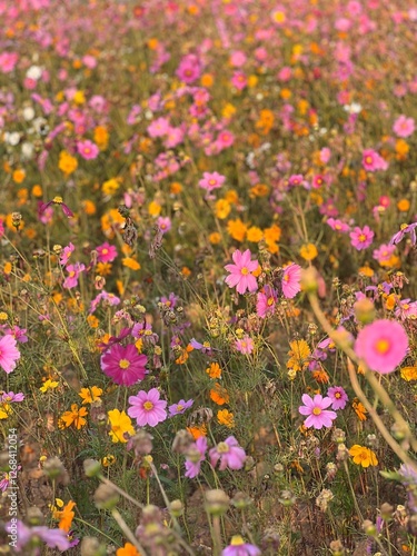 Colorful cosmos flowers blooming in garden