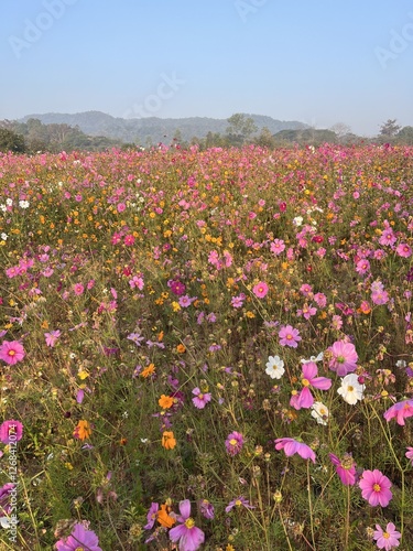 Colorful cosmos flowers blooming in garden with mountain background.