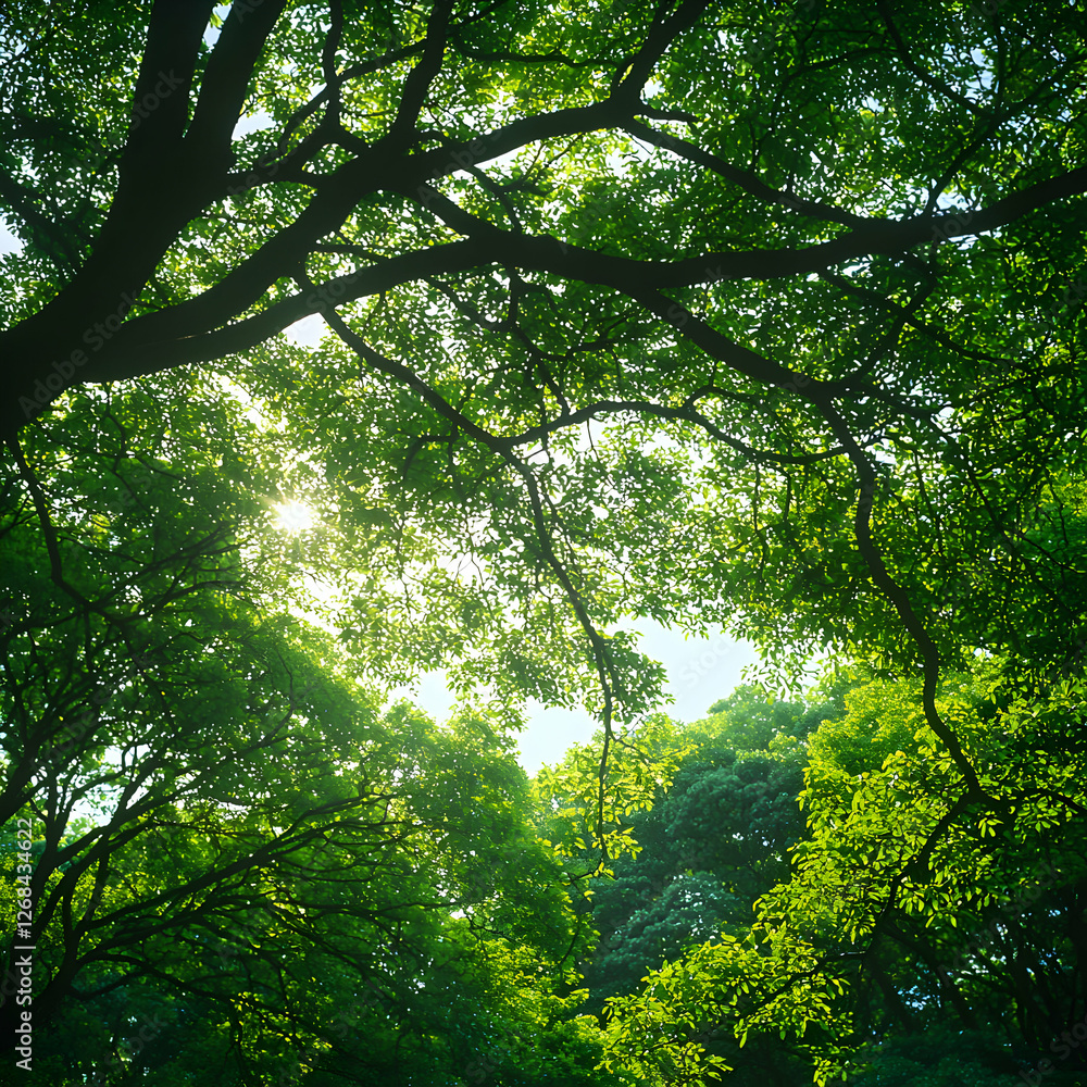 Obraz premium Sunlight Through Lush Green Tree Canopy