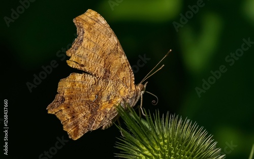 A Comma butterfly perched on a thistle bud.