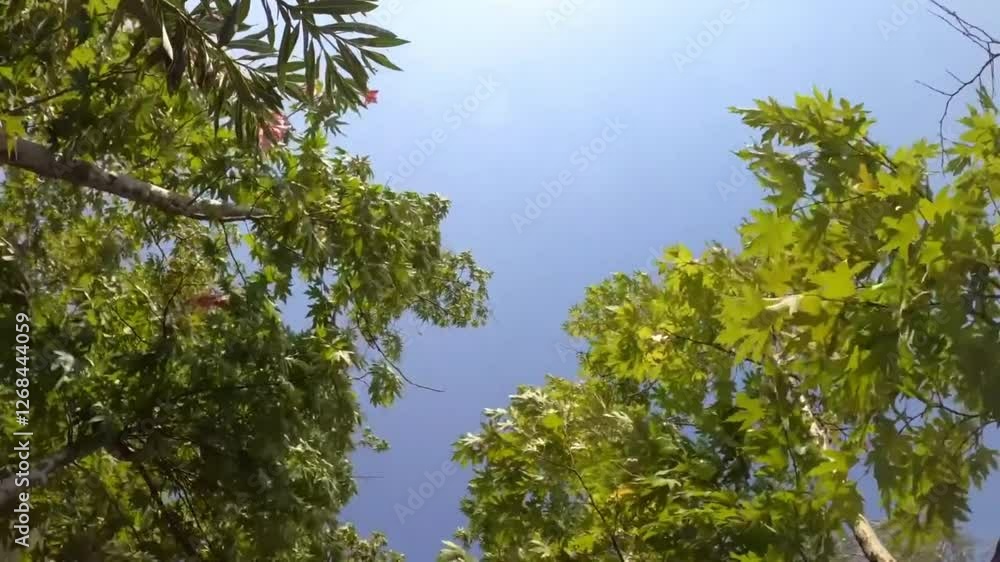 Low-angle view of vibrant green leaves against a clear blue sky. Low-angle view of vibrant green leaves against a clear blue sky.