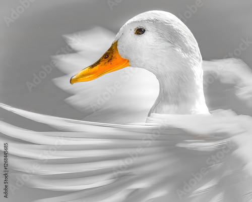 Obraz na płótnie An all white Mallard duck isolated against a neutral grey background. w salonie