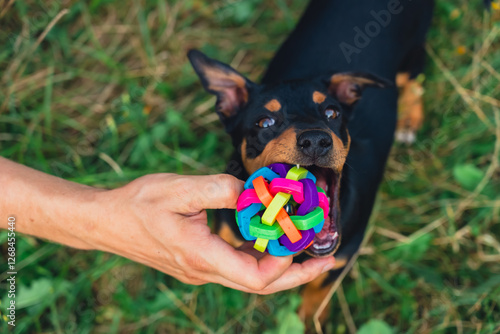 Hunt terrier playing with its owner outdoors summer time. Playful puppy Jagdterrier breed training session in park. Cynologist trained by its owner with toy in playful manner.  photo