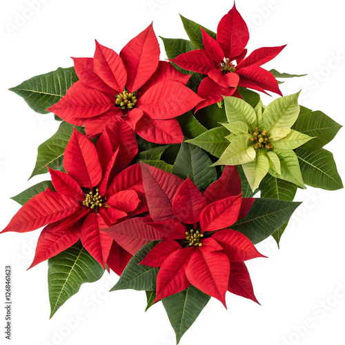Bright red and green poinsettia plants arranged beautifully for holiday decoration