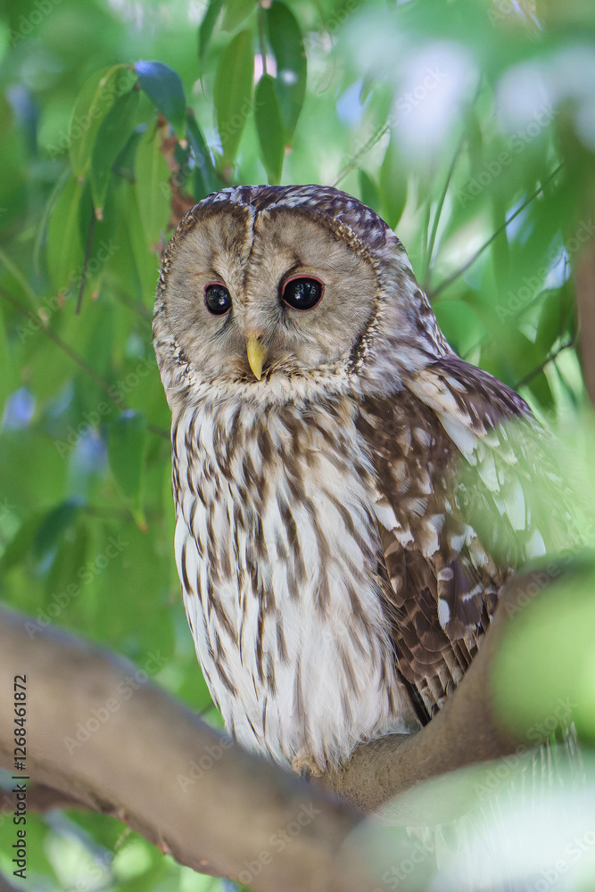 Fototapeta premium 野生のフクロウ