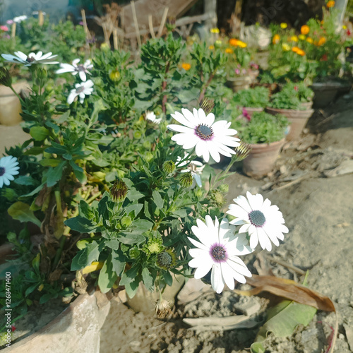 daisies in the garden