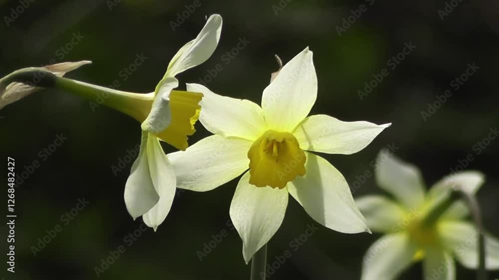 Two Pale Yellow Daffodils in Soft Focus, One Slightly Out of Focus Two Pale Yellow Daffodils in Soft Focus, One Slightly Out of Focus