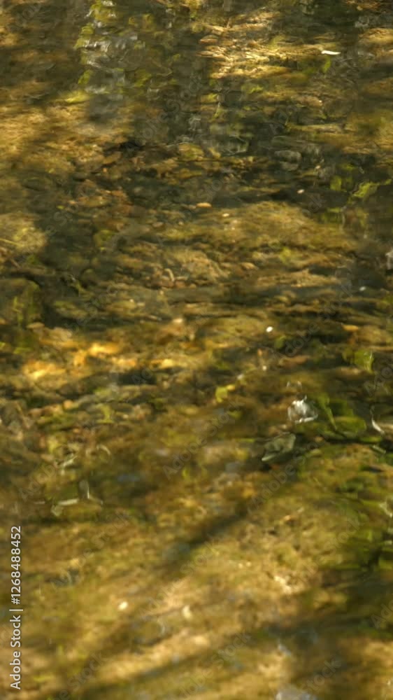 Slowly moving water in the stream Slowly moving water in the stream