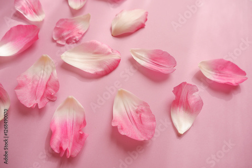 Pink tulip petals composition on pink background. Spring floral background for design. pink and white gradation petals.