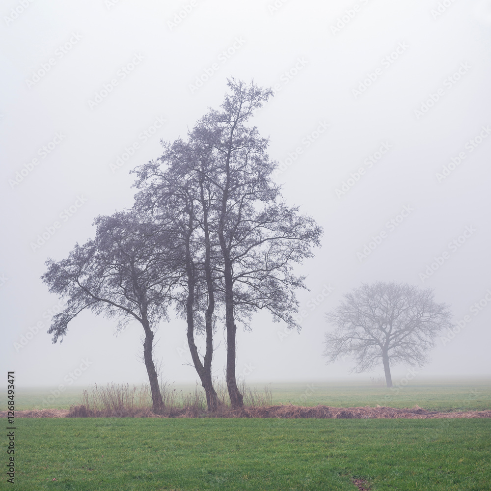 green grassy meadow and silhouettes of trees in morning mist green grassy meadow and silhouettes of trees in morning mist