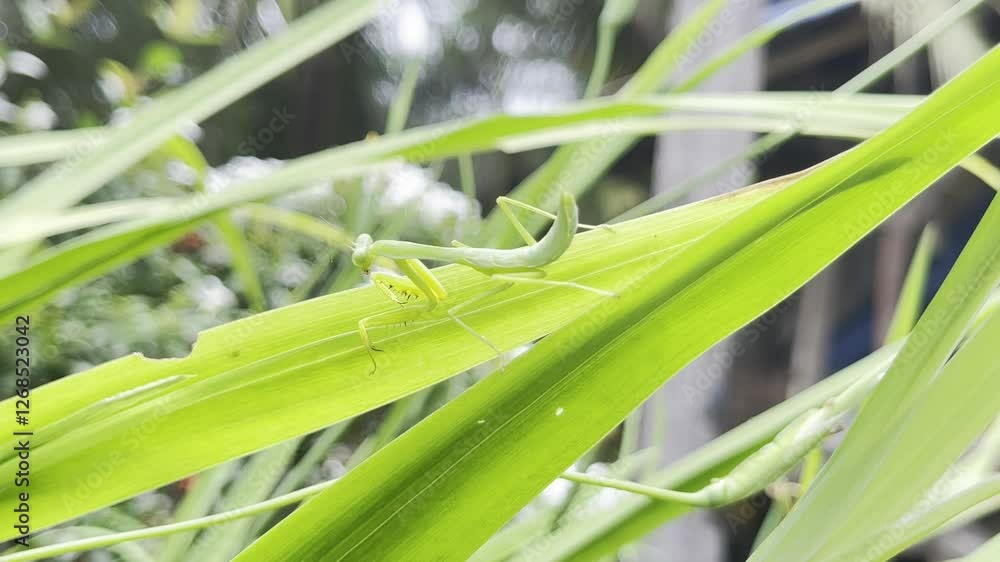Green Praying Mantis on Lush Green Leaves Green Praying Mantis on Lush Green Leaves