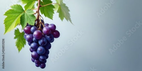 Wallpaper Mural A lush bunch of ripe, dark purple grapes hangs from a vibrant green vine, showcasing the bounty of nature's harvest against a soft, muted background. Torontodigital.ca